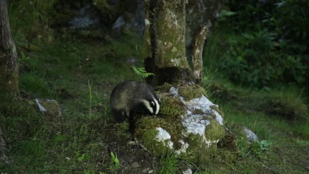 Magnifique Blaireau Meles Meles Recherche Nourriture Dans Les Bois Des — Video