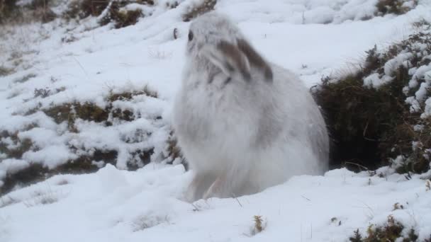 Mountain Hare Lepus Timidus Snow Storm Highlands Scotland Its White — Stock Video