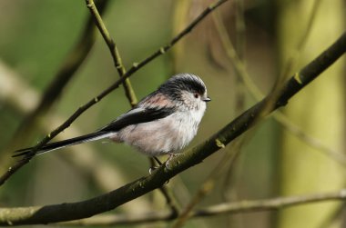 A Long-tailed Tit, Aegithalos caudatus, hunting for insect on a tree.
