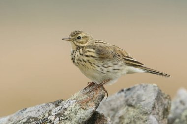Durham, İngiltere 'de bir kayanın tepesine tünemiş güzel bir Meadow Pipit, Anthus pratensis..