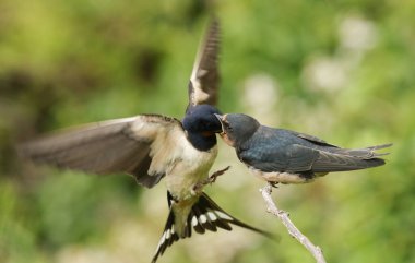 Şirin bir bebek Kırlangıç (Hirundo rustica), ana kuş tarafından beslenen bir dala tünemiş ve hala uçuyor..