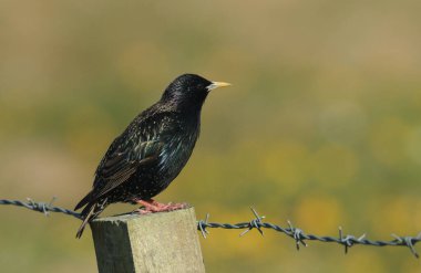 Büyüleyici bir yetişkin Starling (Sturnus vulgaris) bir çit direğine tünemiş..