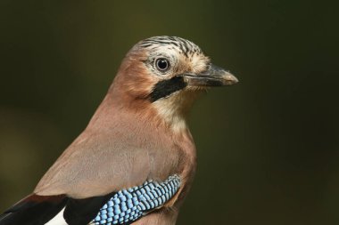 Çarpıcı bir Jay 'in kafasından vuruşu (Garrulus glandarius).