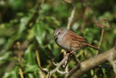 Güzel bir Dunnock, Prunella modülleri, ya da bir ağacın dalına tünemiş çit serçesi.. 