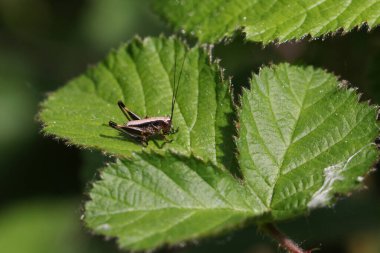 Küçük bir Karanlık Çalı Çekirgesi perisi, Pholidoptera griseoaptera, İlkbaharda çalı yaprağına tünemiş..
