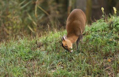 Güzel bir dişi Muntjac geyiği, Muntiacus reevesi, sonbaharda gölün ortasında bir adada besleniyor..