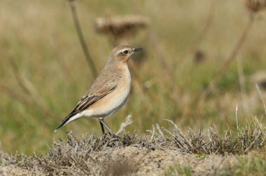 Güzel bir Wheatear, Oenanthe oenanthe, çayırda yemek için böcek avlıyor..