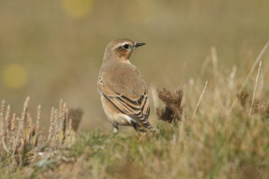 Güzel bir Wheatear, Oenanthe oenanthe, tarlada yemek için böcek avlıyor..
