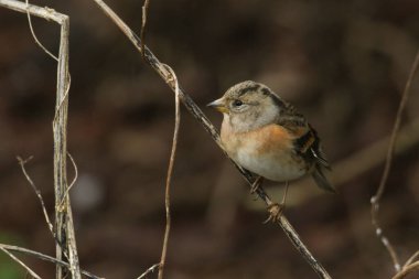 Göz kamaştırıcı bir Brambling, Fringilla montifringilla, dalın üzerine tünemiş.