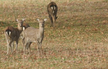 Bir grup dişi Mançurya Sika Geyiği veya Dybowski 'nin Sika Geyiği (Cervus nippon mantchuricus veya Cervus nippon dybowskii) sonbaharda bir çayırda otluyorlar.. 