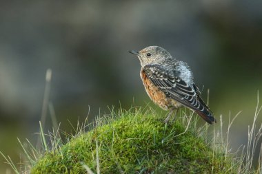 An extremely rare juvenile Rock Thrush (Monticola saxatilis) perched on a mossy mound in Wales, UK. clipart