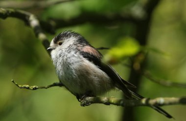 A stunning Long-tailed Tit (Aegithalos caudatus) perched in a tree.