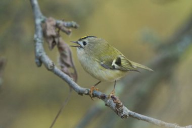 Güzel bir Goldcrest (Regulus regulus) ağaçtaki bir dala tünemiş şarkı söylüyor.
