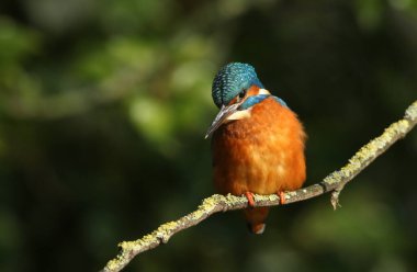 Muhteşem bir dişi Kingfisher, Alcedo, bir dala tünemiş. Nehre dalıp balık yakalıyor..