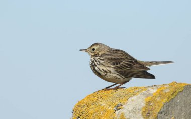 Güzel bir çayır Pipit (Anthus pratensis) liken kaplı bir direğe tünemişti..