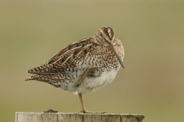 Snipe (Gallinago gallinago) bir direğe tünedi.