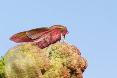 Güzel bir fil şahin güvesi (Deilephila elpenor) bir ravent çiçeğinin üzerinde tünemektedir..