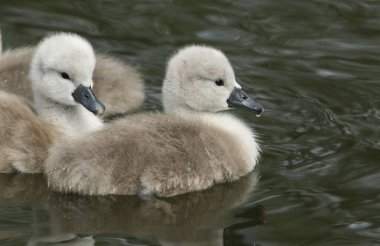 Şirin Dilsiz Kuğu (Cygnus olor) akıntıda yüzen Cygnets.
