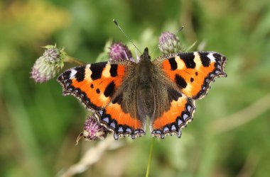 A Small Tortoiseshell Butterfly, Aglais urticae, nectaring on a thistle flower in a meadow. clipart