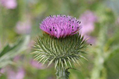 Güzel bir Cotton veya Scotch Thistle, Onopordon, Onopordon akanthium, İngiltere 'de bir tarlada yetişen çiçek..
