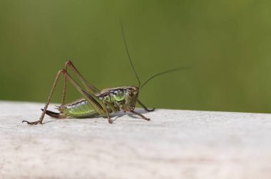 Güzel bir Roesel 's Bush-Cricket, Metrioptera roeselii, tahtaya tüneyen.