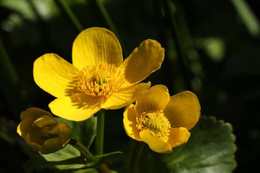 Güzel sarı bir Marigold, Caltha Palustris, çiçekli, göletin kenarında yetişen.
