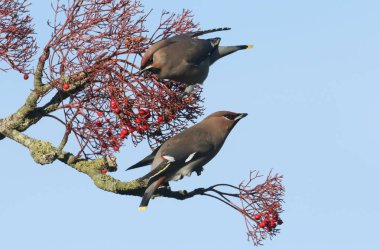Waxwing (Bombycilla garrulus) böğürtlenlerle beslenir.