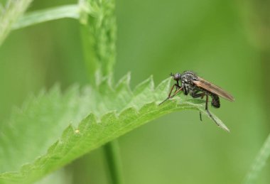 Bir av hançeri sineği, Empis tessellata, Baharda ısırgan otu yaprağına tünemiş.