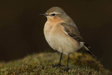 Göz kamaştırıcı dişi Wheatear, Oenanthe oenanthe, İngiltere 'nin Durham kırlarında böcek avlıyor.. 