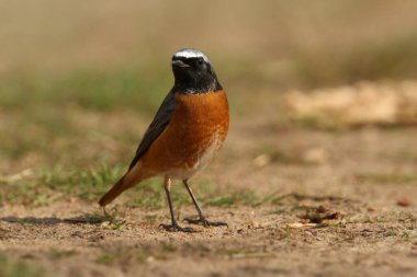 Güzel bir Redstart erkeği, Phoenicurus Phoenicurus, yerde böcekleri yemek için avlanıyor..