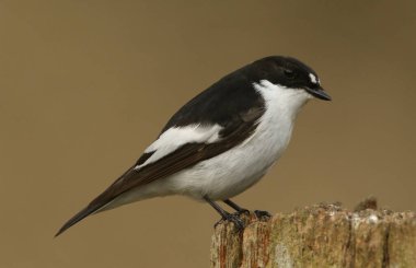 Güzel bir erkek Pied Flycatchers (Ficedula hypoleuca).