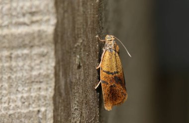 Küçük bir Tortrix güvesi, Ptycholoma lecheana, İngiltere 'de bir ormanın kenarındaki ahşap bir çitte dinleniyor..