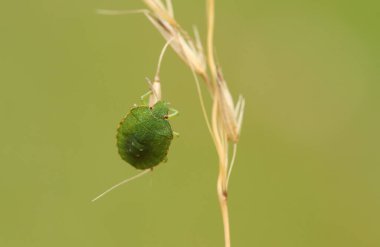 Yaygın bir Yeşil Shieldbug (Palomena prasina) bir çim tohumunun üzerine tünemiş.