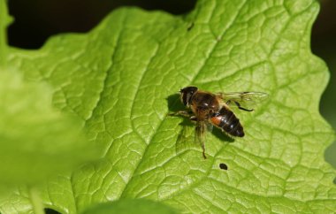 Güzel bir Hoverfly, Syrphidae, sarımsaklı hardal bitkisinin yaprağına tünemiş..