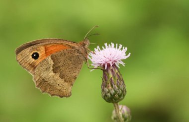 Bir çayır Kelebeği (Maniola jurtina) devedikeni çiçeğinin üzerinde sarmaş dolaş.