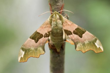 Güzel bir limon şahini güvesi, mimas tiliae, bir dal üzerinde tünemekte.. 