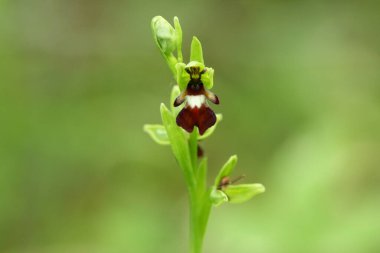 İngiltere 'nin kırsal kesimlerinde yetişen güzel bir vahşi sinek orkidesi, Ophrys insectifera.