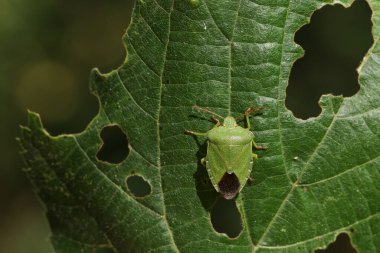 Palomena prasina, İngiltere 'de ağaçlık alanda bir yaprağın üzerinde tünemekte olan yaygın bir Yeşil Shieldbug..