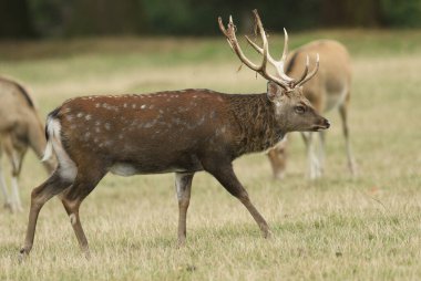 Muhteşem bir geyik Mançurya Sika Geyiği, Cervus nippon mantchuricus, ormanın kıyısındaki bir tarlada yürüyor..