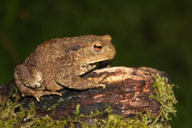 Yosunlu bir kütüğün üzerinde oturan vahşi bir kurbağa (Bufo bufo).