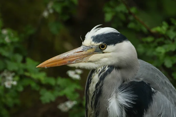Head Shot Pretty Grey Heron Ardea Cinerea Hunting Edge River — Stock Photo, Image