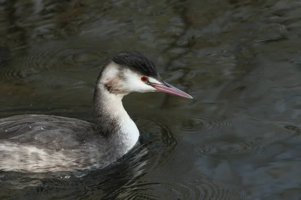 Coup Tête Superbe Grèbe Aigrettes Podiceps Cristatus Nageant Sur Une — Photo