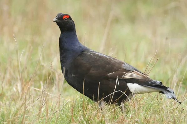 Deslumbrante Homem Raro Black Grouse Tetrao Tetrix Alimentando Nos Pântanos — Fotografia de Stock