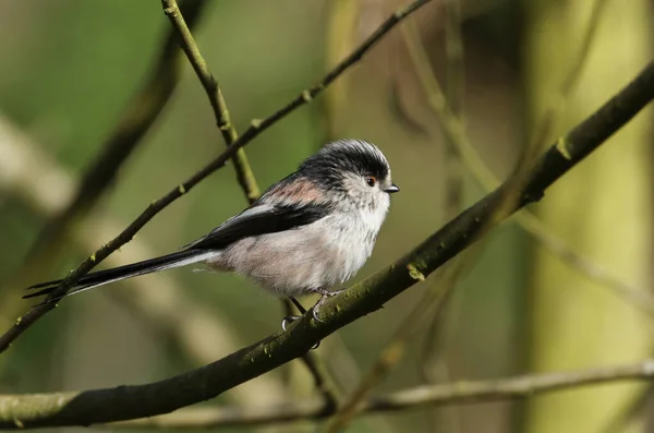 Long Tailed Tit Aegithalos Caudatus Hunting Insect Tree — Stock Fotó
