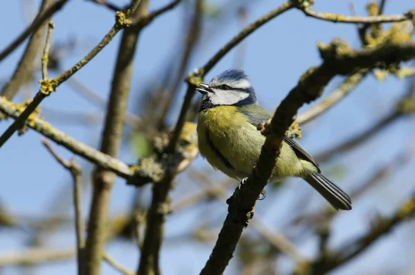 Sweet Blue Tit Cyanistes Caeruleus Perched Branch Tree Singing Spring — Stock Photo, Image