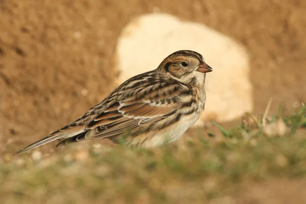 Una Rara Bunting Della Lapponia Calcarius Lapponicus Che Nutre Semi — Foto Stock