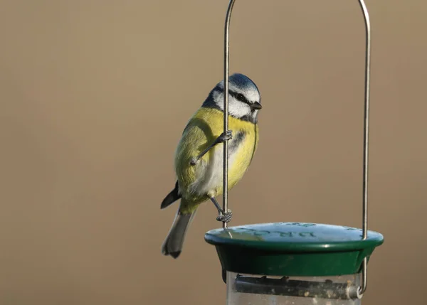 Une Belle Mésange Bleue Cyanistes Caeruleus Perchée Sur Une Mangeoire — Photo