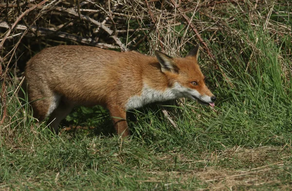 A magnificent hunting wild Red Fox, Vulpes vulpes, standing in a meadow poking out its tongue.