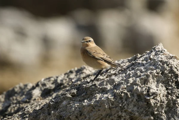 Wheatear Migratorio Oenanthe Oenanthe Posado Sobre Una Roca — Foto de Stock