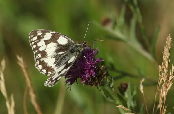 Söt Marmorerad Vit Fjäril Melanargia Galathea Nektaring Knapweed Blomma Äng — Stockfoto